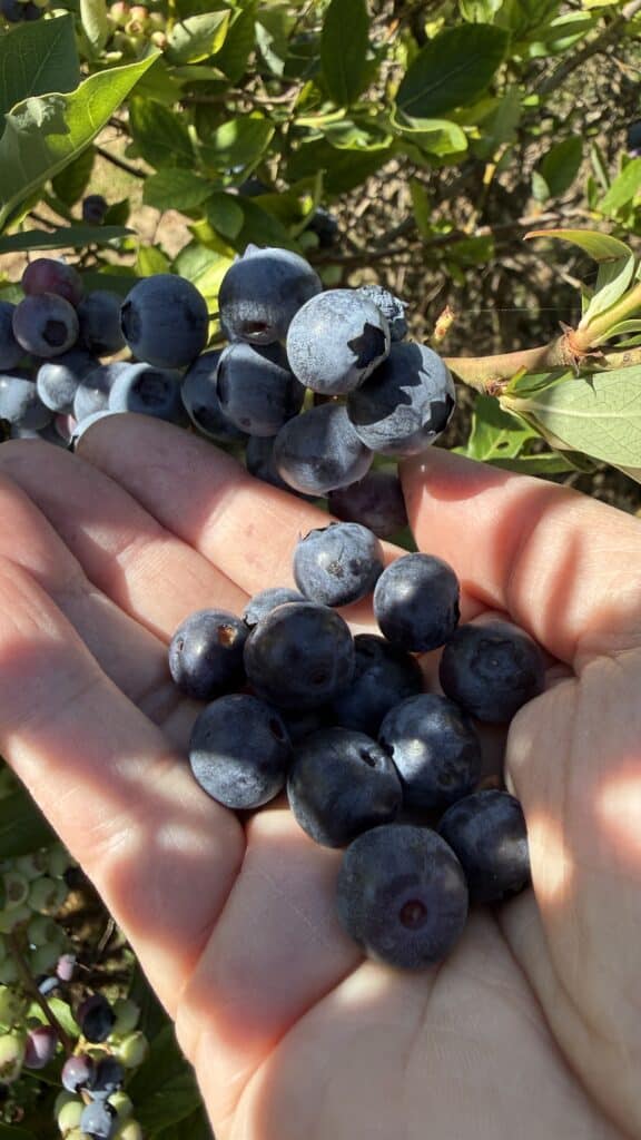 A hand full of blueberries